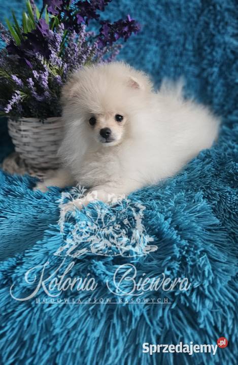 Szpic MiniaturowyPolski piesek Cream PASZPORT łódzkie Sędziejowice