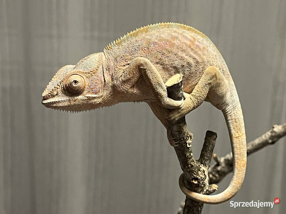 Kameleon lamparci 2 samiczki Tczew