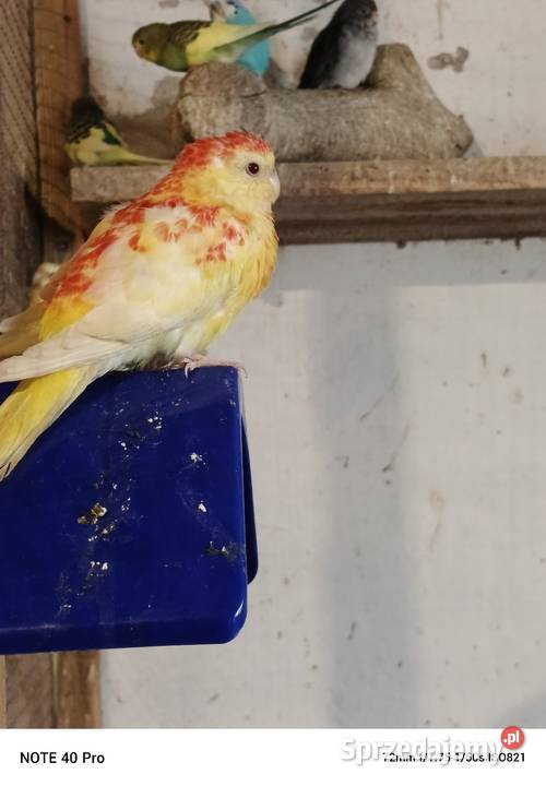 Sprzedam papugi Gorzkowice