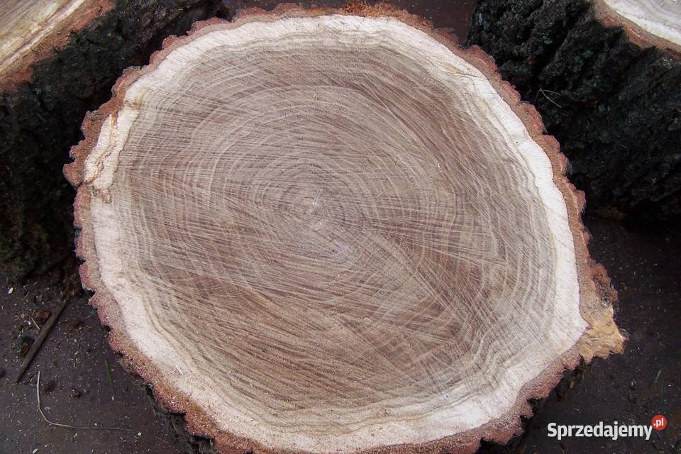 pieńki dębowe 35 35 sprzedam