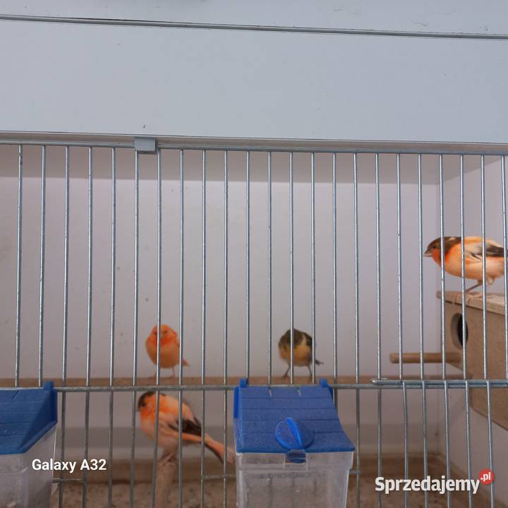 Kanarki młode Garwolin