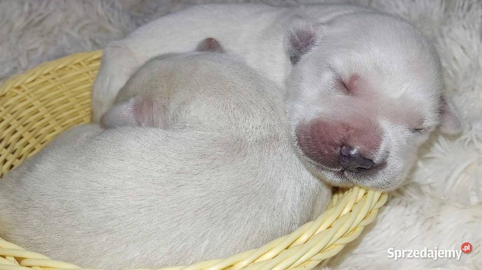Szczenięta Golden Retriever ZKWP FCI