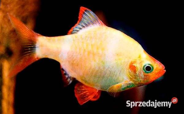 Brzanka sumatrzańska Puntigrus tetrazona ALBINOS pomorskie Gdańsk sprzedam