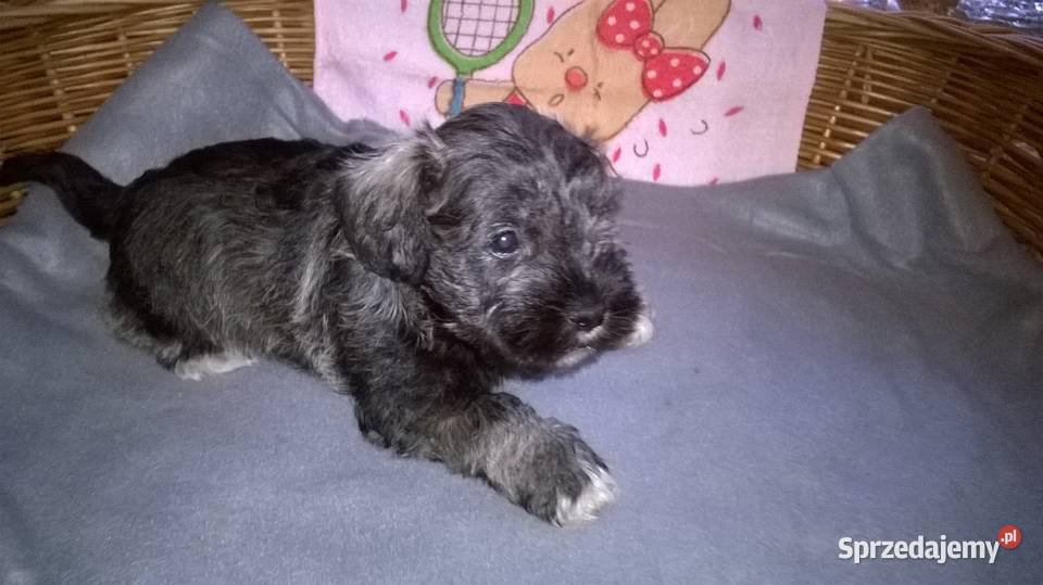 sznaucer miniaturowy szczenięta Lubień Kujawski