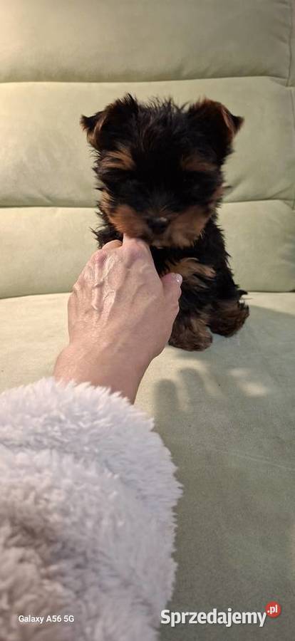 Yorkshire Terrier mala sunia małopolskie Kraków
