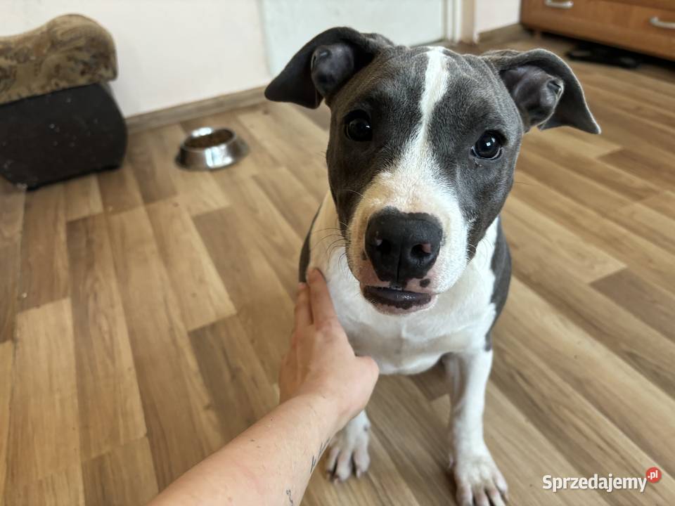 Suczka Amstaff blue American Staffordshire