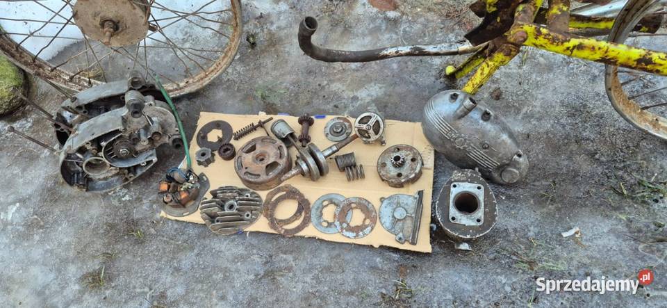 Komar kupiony w Polsce Biała Podlaska