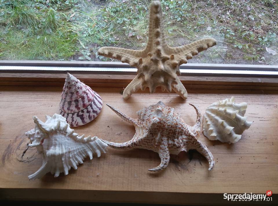 Muszle i gąbki morskie Gniewoszyce