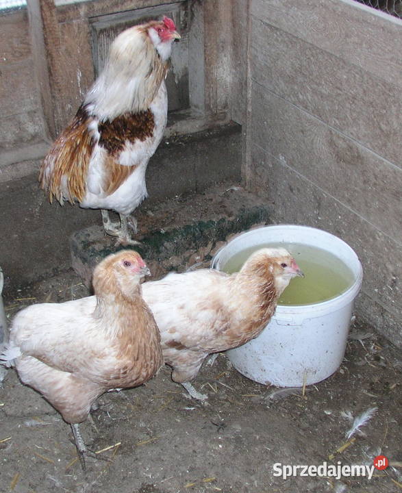 Araukany 2 kury kogut rasy araukana bezogoniasta Nowa Wieś Reszelska