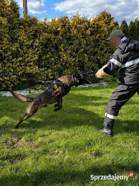 Owczarek belgijski Malinois Wójtostwo