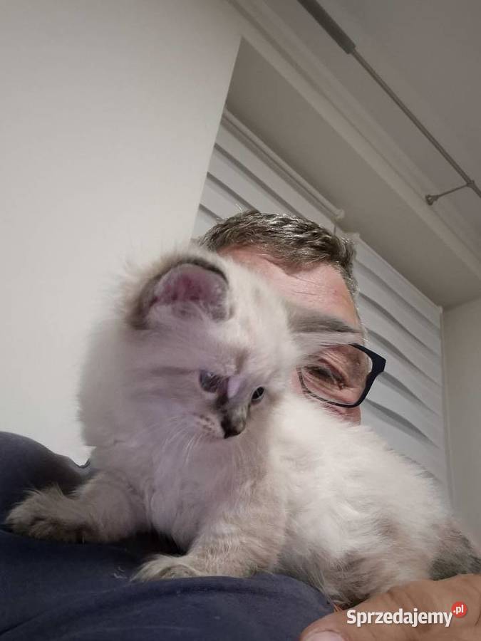 KOCUREK Neva Masquerade rodowód FPL śląskie Stary Broniszew