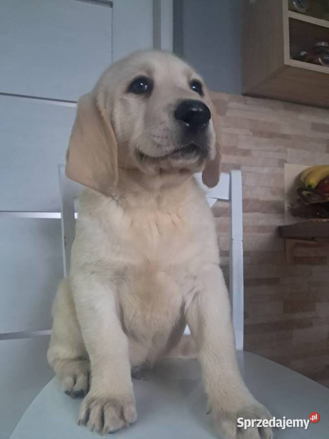 Szczeniaki rasy labrador retriever Labrador Tarnów