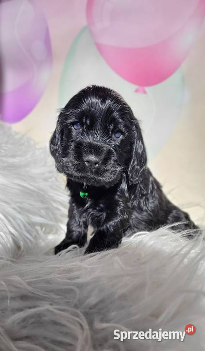 Cocker spaniel angielski pieski i suczki Łódź