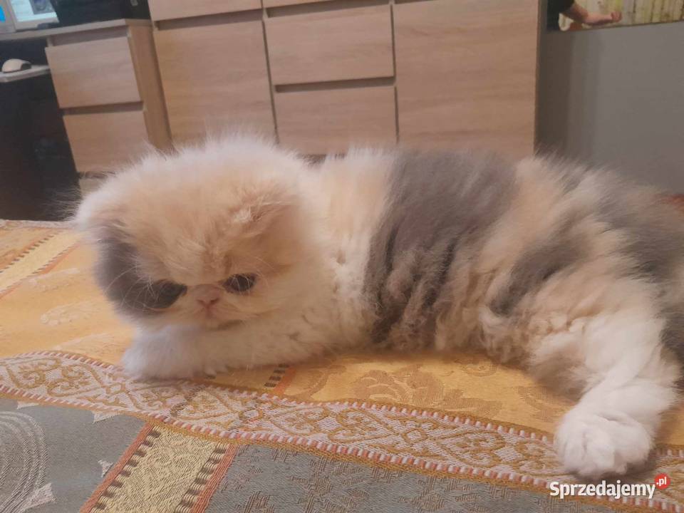 Kotka perska tricolor Szyk sprzedam