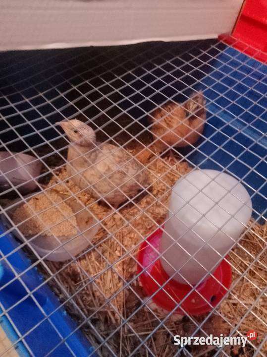 Kurkikoguciki przepiórki Skrzeszewo