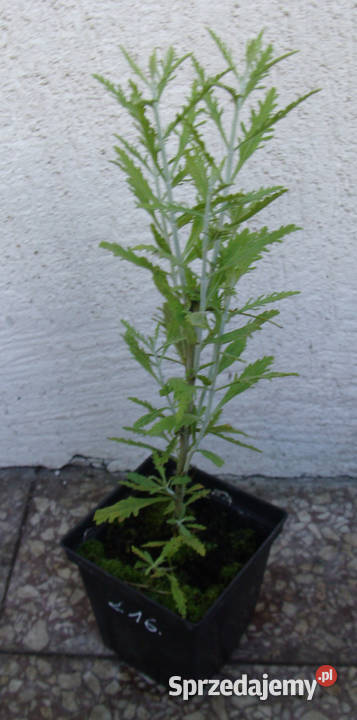 PEROWSKIA ŁOBODOLISTNA Lacey Blue sadzonki w Ustronie