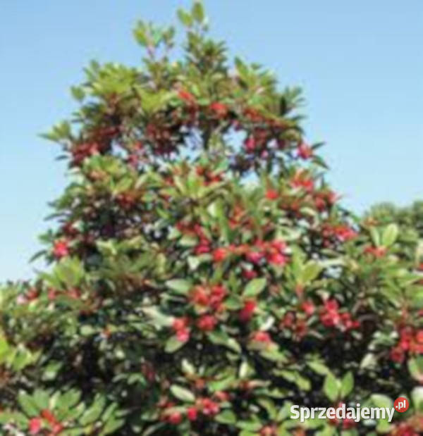 Rhodoleia championii NASIONA 20000 sztuk 100g Lubanie