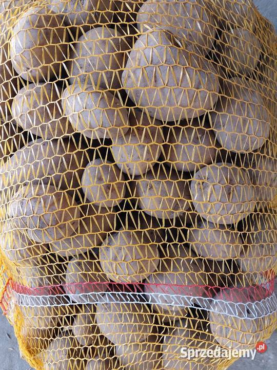 Ziemniaki jadalne jurek Jędrzejów Stary