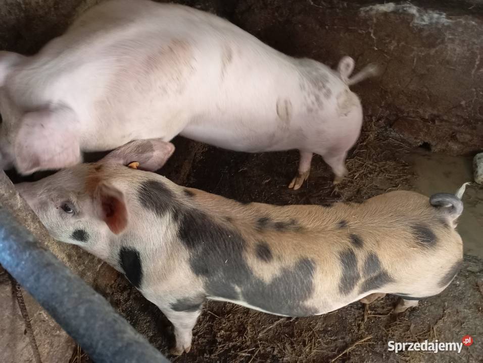 Sprzedam świnki świętokrzyskie Smyków