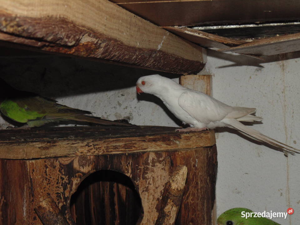 ksierzniczka wali Racibórz sprzedam