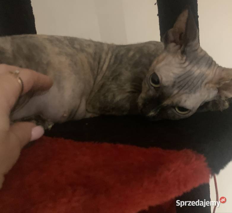 Sfinks Kanadyjski Niebieskooka piękność do
