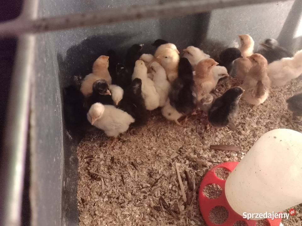 Kurkikoguciki przepiórki Skrzeszewo