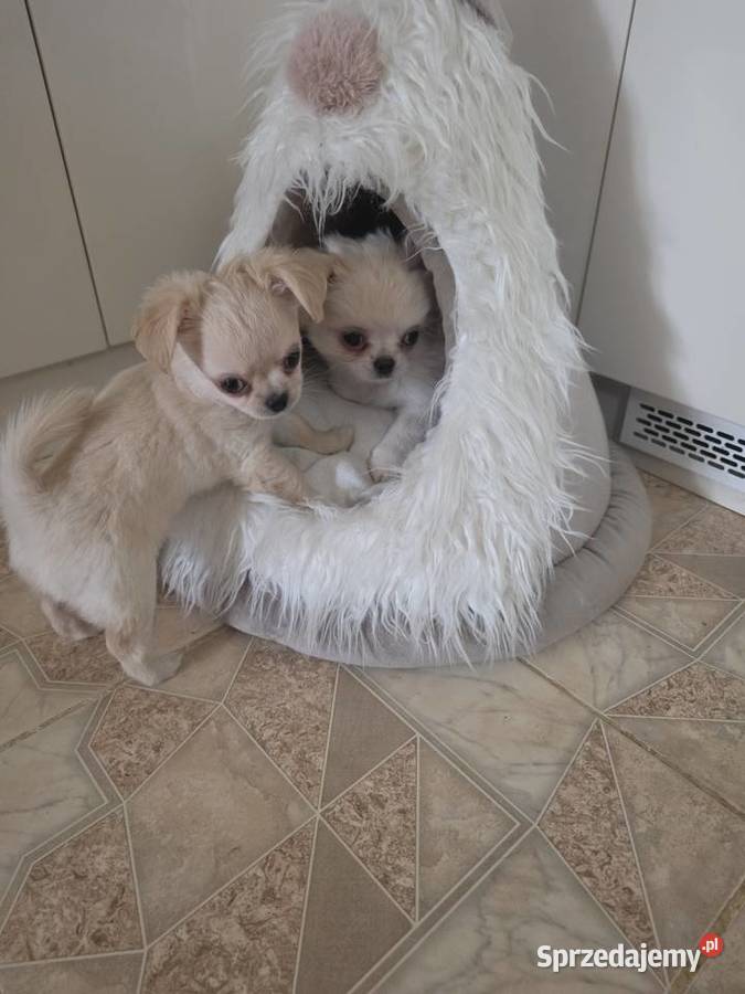 Chihuahua piesek ZKwP CH Łódź