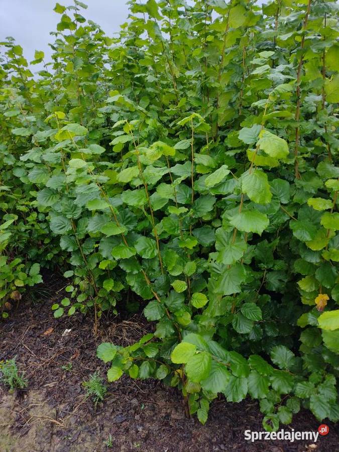 Sprzedam sadzonki leszczyny Lublin