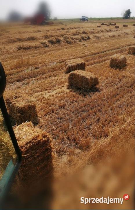 Sloma mała kostka zbiór 2025 dolnośląskie Nowojowice