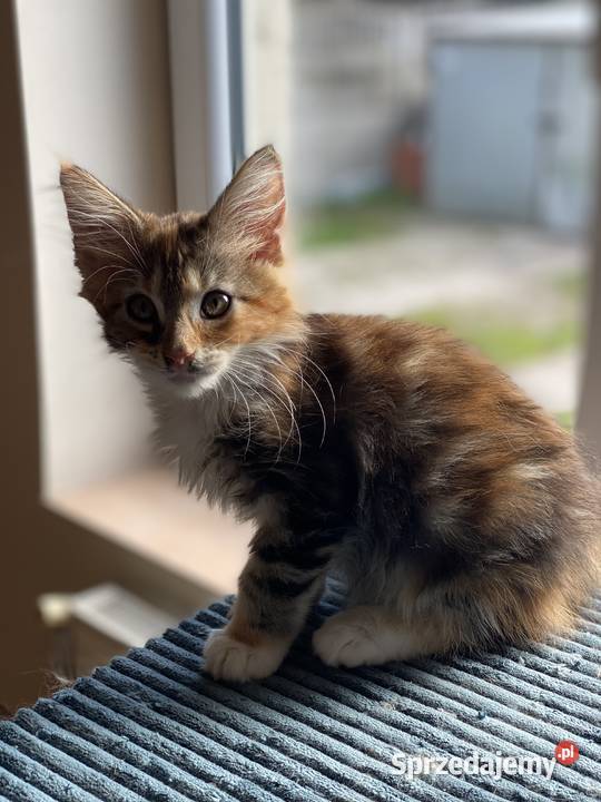 Kotki maine coon szylkretki mazowieckie Góra Kalwaria