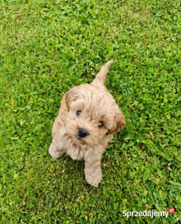 Szczenięta Maltipoo Maltańczyk Pudel Toy Zręcin