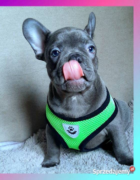 Buldog francuski sunia mega blue Pabianice sprzedam