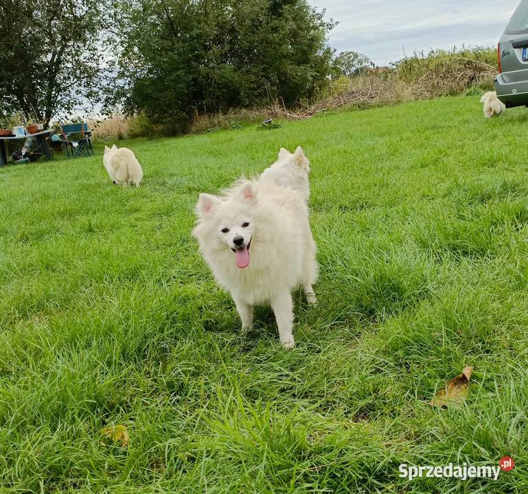 Szpic średni biały suczka rodowód ZKwP Namysłów sprzedam