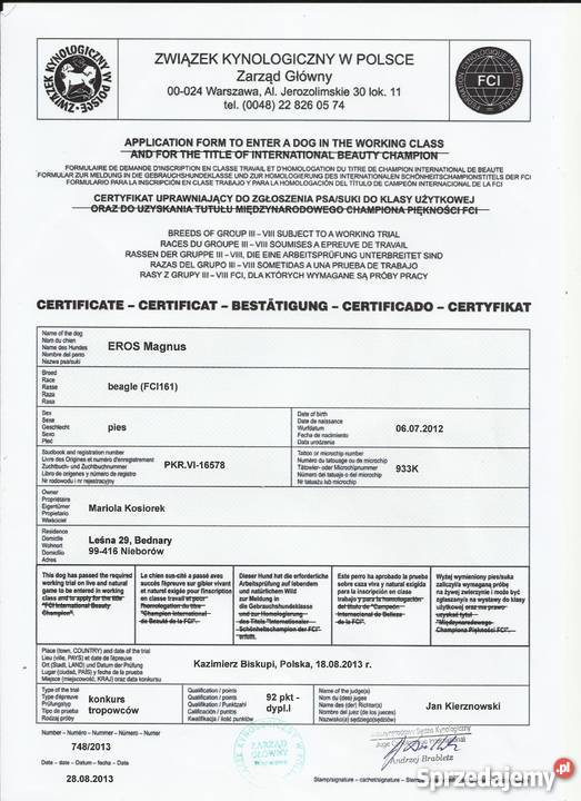 beagle szczenięra z rodowodem ZKwP FCI Bednary