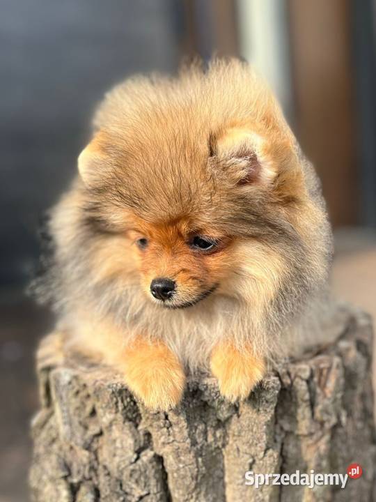 Pomeranian łódzkie