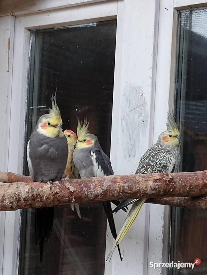 para nimf papugi nimfy Sarnaki