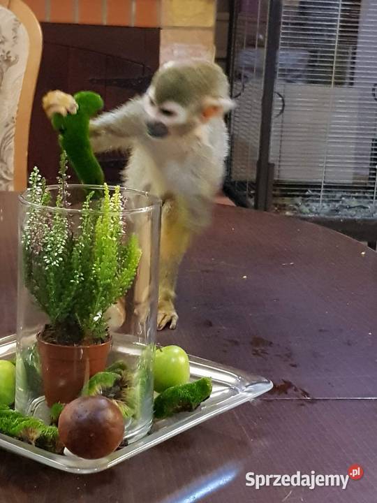 Sprzedam małpkę Sajmiri Opole sprzedam