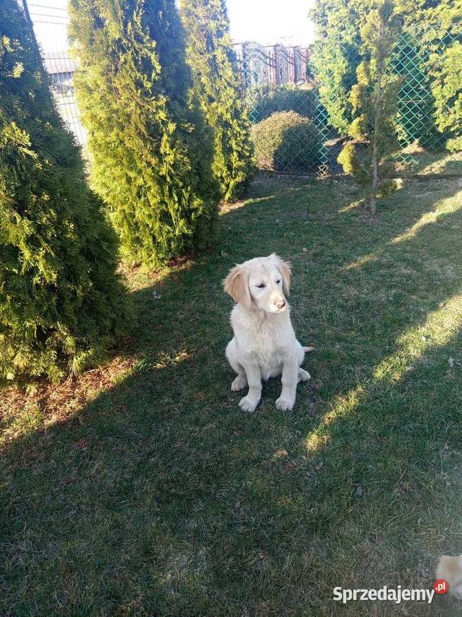 Golden retriever świętokrzyskie Gągolin sprzedam