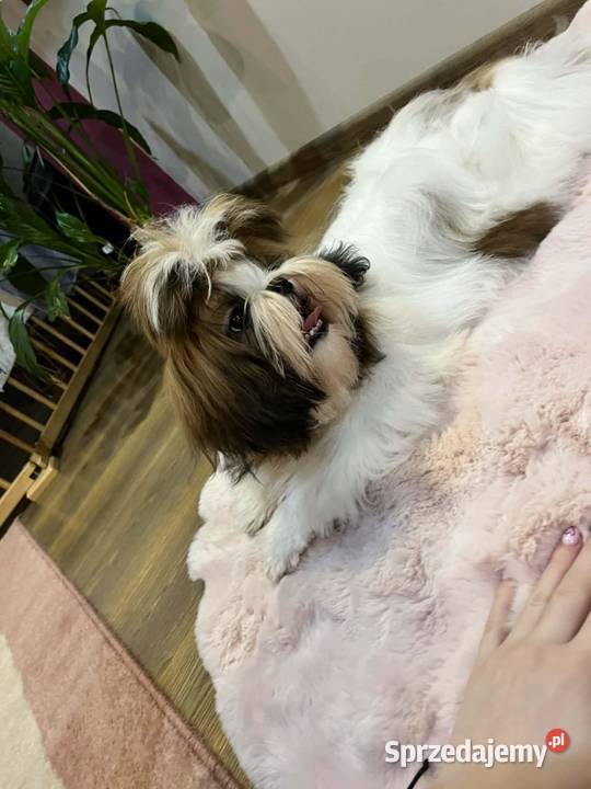 Piesek ShihTzu Mokrsko