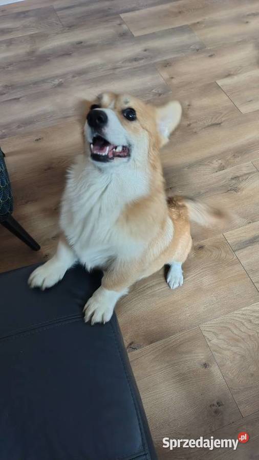 Welsh Corgi Pembroke FCI Pozostałe Panki