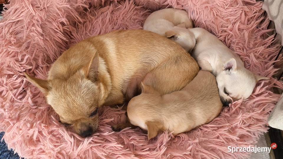 SUCZKA Championach rodowód FCI Wwy Duży Dół