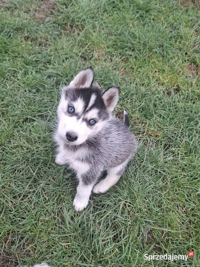 Szczenięta Husky Jędrzejów