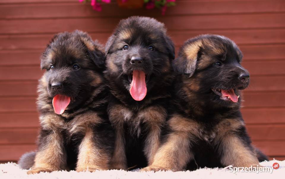 Owczarek Niemiecki FCI Duże Mocne Szczenięta małopolskie Kraków
