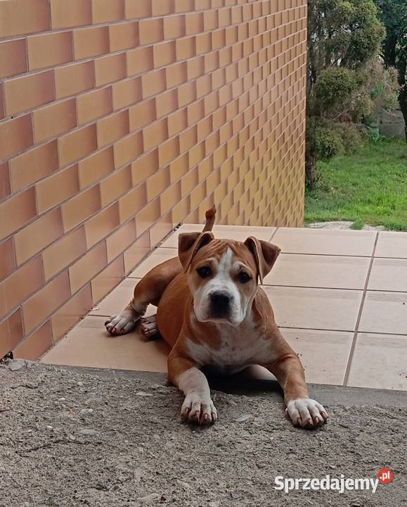 American Staffordshire Terrier Sokoły