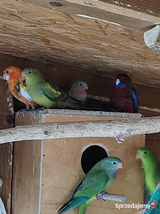 Rozelle królewskie i inne papugi Ptaki Sobków