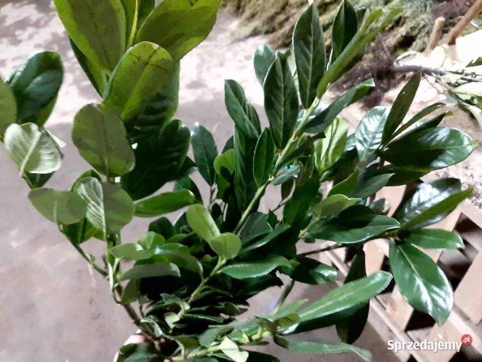 Laurowiśnia caucasica 60 80 Żywopłot Liściaste Szczecinek