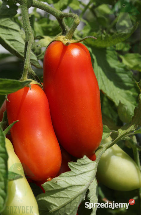 Pomidor San Marzano sadzonka rozsada Jelenia Góra