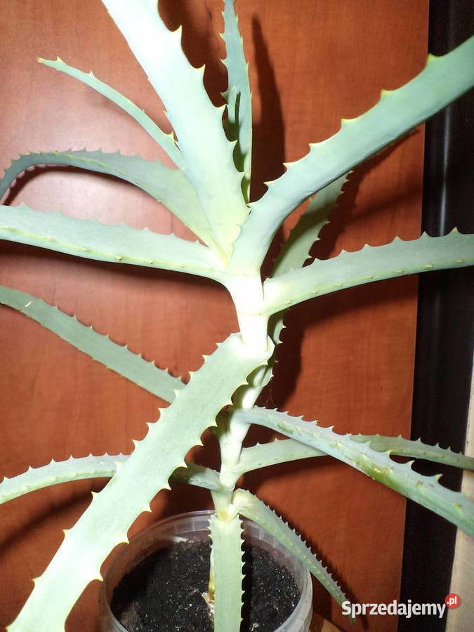 aloes drzewiasty kwiat doniczkowy