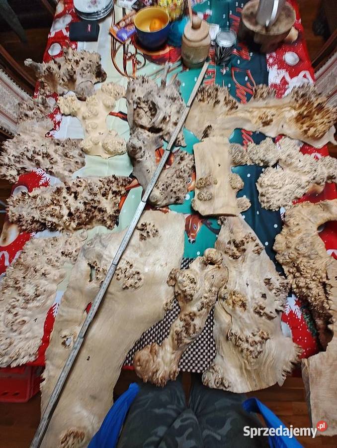 Topola Czeczota Nowy Tomyśl