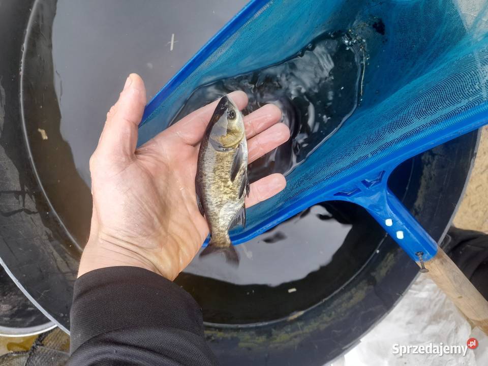 Rybki ozdobne karp koi Jesiotry albinos siewruga Konin